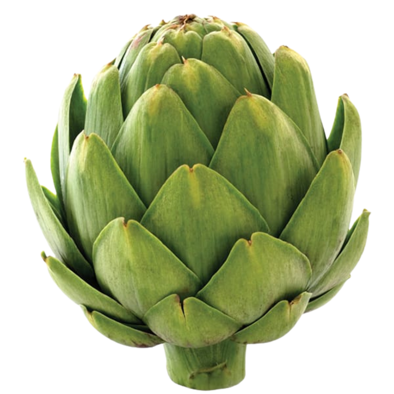 Artichoke