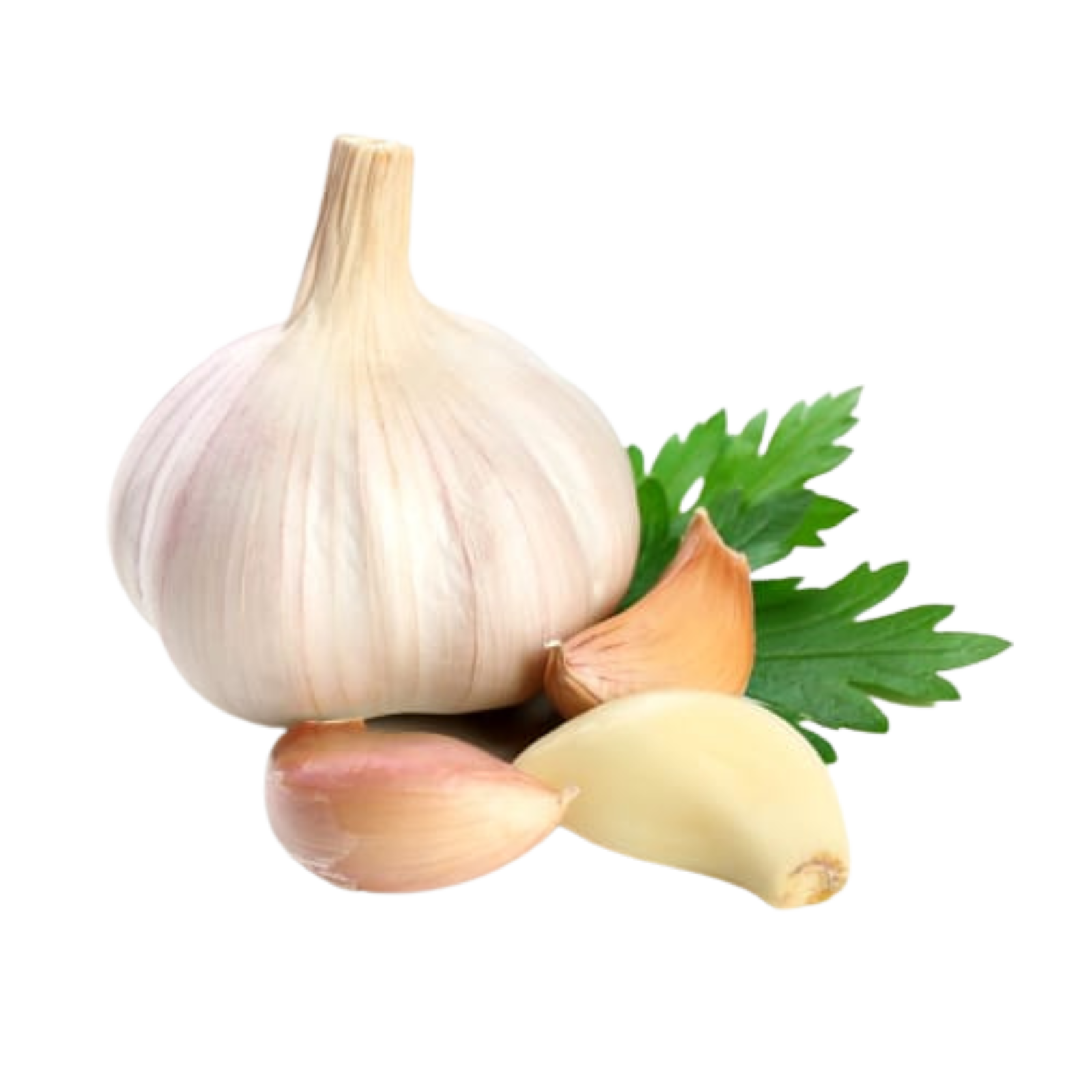 Garlic