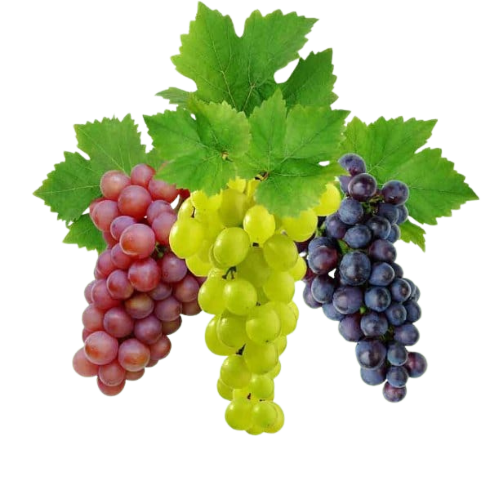 Fresh Table Grapes