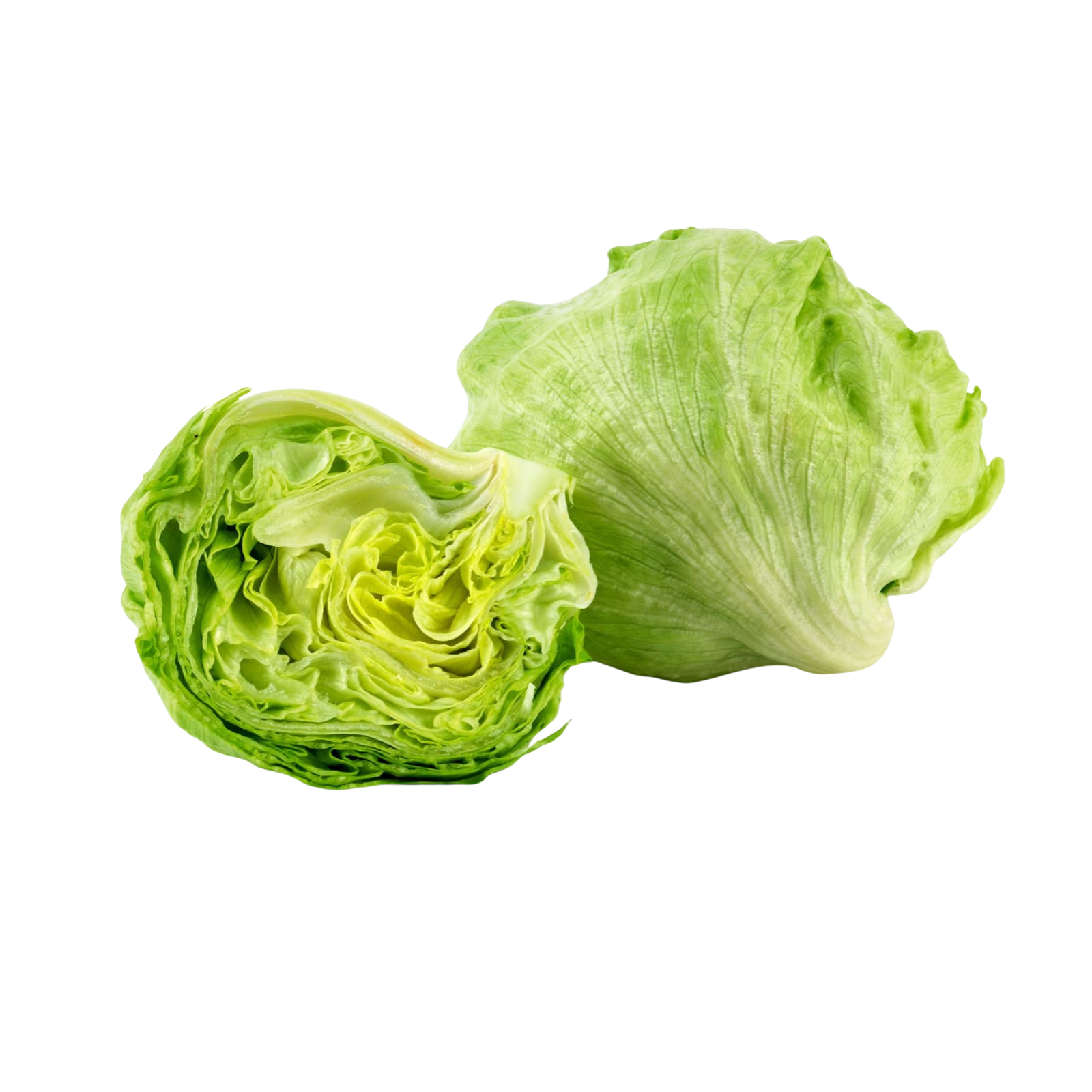 Iceberg Lettuce